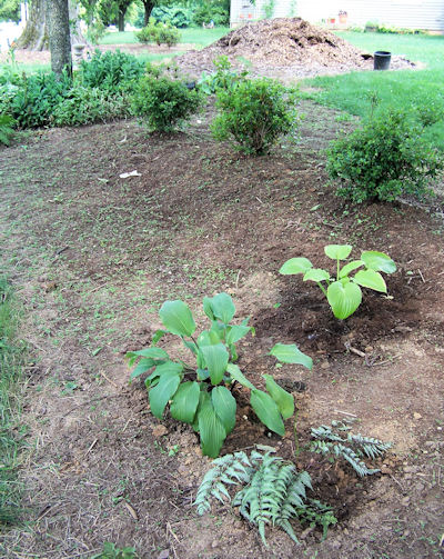Garden Beds  Trees on The Second Bed Is Around The Big Elm Tree  And Has Azaleas And An