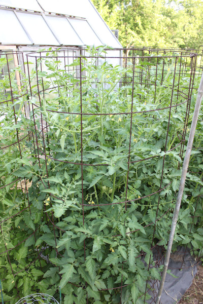 Fish Emulsion Fertilizer on Tomatoes Near The Top Of The Cages